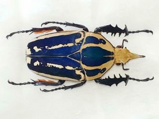 Mecynorrhina Ugandensis Male Big 65mm Fantastic Blue Cetonidae Uganda