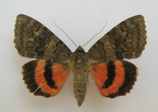 Catocala Oberthuri Female (a2) Very Rare (noctuidae)