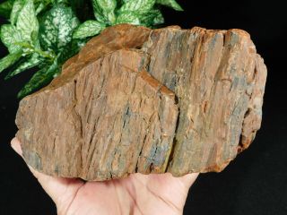 Deep Red Colors A Big 225 Million Year Old Petrified Wood Fossil Utah 2323gr