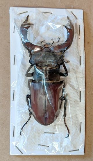 Beetle - Lucanus Cervus Male 40 From Italy