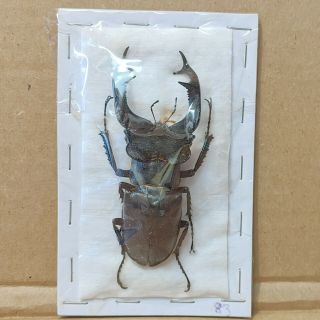 Beetle - Lucanus Cervus Male 21 83 Mm,  - From France
