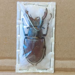 Beetle - Lucanus Cervus Var.  Pentaphyllus Male 20 52 Mm,  - From France