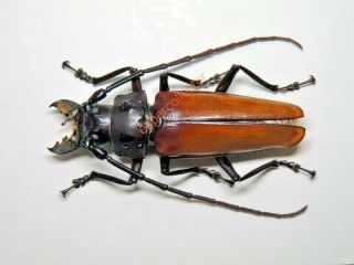 Cerambycidae - Callipogon Sp Male 66mm Guatemala Only One 973