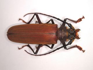 Cerambycidae - Orthomegas Haxairei 63mm From Ecuador Kzj05