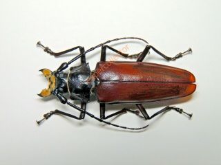 Cerambycidae - Callipogon Beckeri Female 69mm Guatemala 974