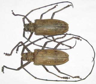 Cerambycidae Batocera Inconspicua Pair A1 Male 69mm (solomons Islands) Xxl