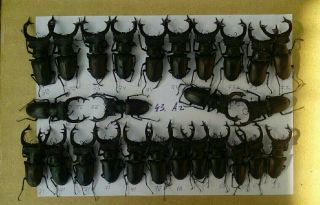 Coleoptera Lucanidae Lucanus Cervus A2/ 26 Male / 62 - 78 Mm / Ukraina