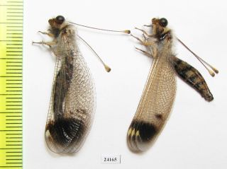 Neuroptera,  Ascalaphidae Sp. ,  Pair,  Iri,  Busher Prov.