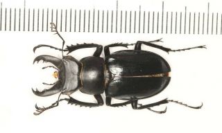 Lucanidae Lucanus Parryi F.  Black From Zhejiang
