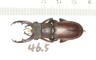 Lucanidae Lucanus Fonti Fujian 46.  5mm