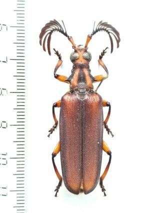 Cerambycidae Plectogaster Jordani,  Male.  Cote D 