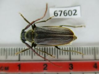 67602 Cerambycidae Sp.  Vietnam.  Lai Chau