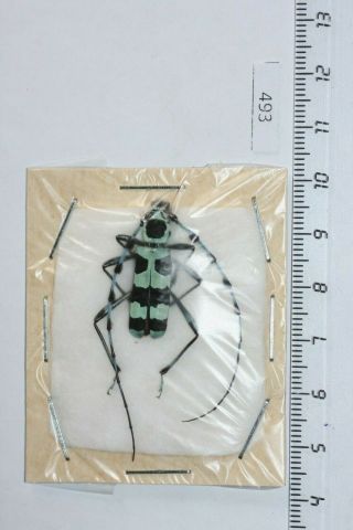 493.  Cerambycidae.  Rosalia Coelestis.  Russian,  Primorye.  Male.  Large,  27,  Mm