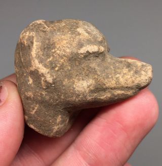 Pre - Columbian Sacrificial Terracotta Pottery Canine Head Fragment Ritual Ancient