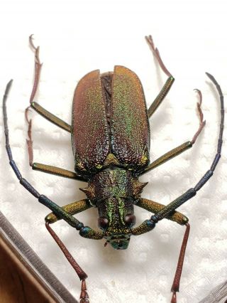 Cerambycidae Prioninae Scatopyrodes Tenuicornis 26mm A1 Comitan Chiapas Os C - 80
