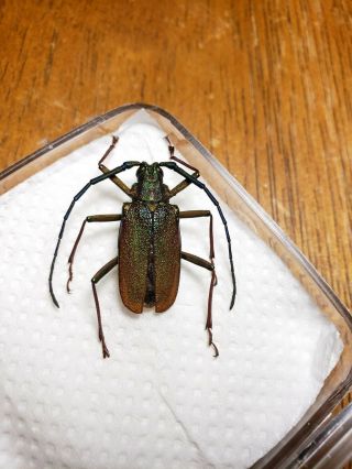 Cerambycidae Prioninae Scatopyrodes tenuicornis 26mm A1 COMITAN CHIAPAS OS C - 80 3