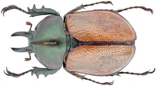 Insect - Dynastidae Agacephala Cornigera - N.  Brazil - Male 30mm.
