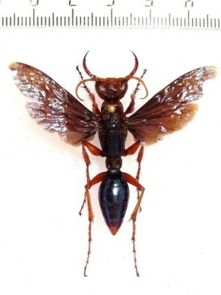 Giant Pepsis Wasp Sp.  Togo.  Large,  Fantastic Toothy Only One