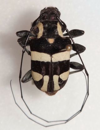 Cerambycidae Jurua Monachina Male Peru 3h Longhorn Beetle Insect