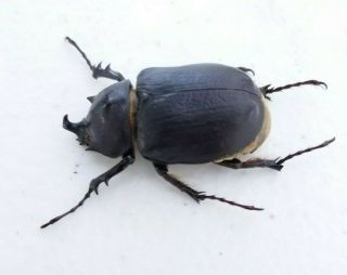 VERY RARE PAIR Dynastinae Megasoma punctulatus punctulatum Arizona Rhino Beetle 2