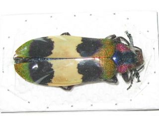 Chrysochroa Corbetti 44mm (buprestidae)