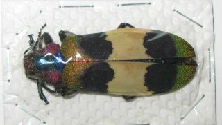 Chrysochroa corbetti 44mm (Buprestidae) 2
