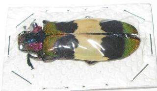 Chrysochroa corbetti 44mm (Buprestidae) 3