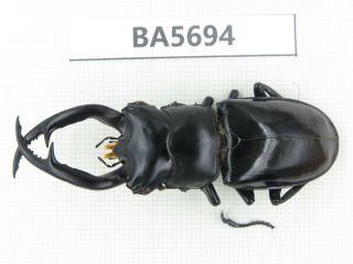 Beetle.  Rhaetus Westwoodi Ssp.  Myanmar,  Kechin.  1m.  Ba5694.