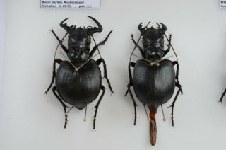 Cicindelinae Manticora Imperator Pair,  Zimbabwe Big Male 58 Mm
