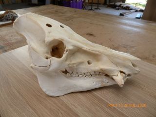 Large Wild Boar Skull W/bullet Holes Teeth Taxidermy Hunting Gothic Bone Hunt