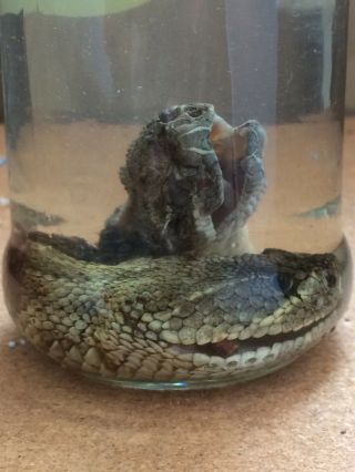 2 Large Real Preserved Rattlesnake Heads Taxidermy Crafts Oddities Unique Weird