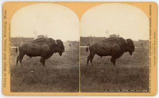 Rare American Bison Buffalo Stereoview Ridge Hill Farms Wellesley By C.  Seaver