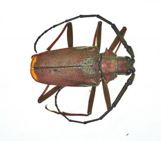 Cerambycidae/ Prioninae Scatopyrodes Ssp.  Oaxaca Rare Mx - 3279