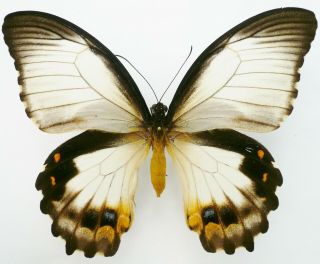 Papilio Aegeus Ormenus Female Form Onesimus From Arfak,  Irian Jaya
