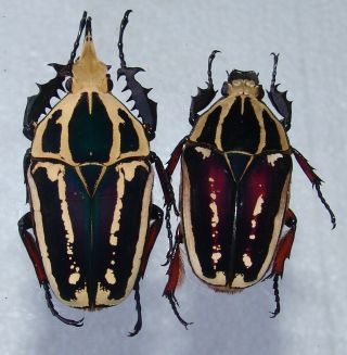 Mecynorrhina Ugandensis,  Pair A,  69,  54 Mm