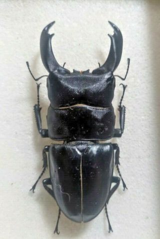Lucanidae - Dorcus titanus imperialis (99mm) from Luzon Philippines 2
