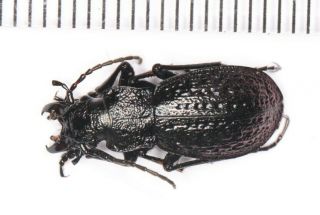 Carabidae Carabus Rhigocarabus Sp.  From Nw Yunnan (2)