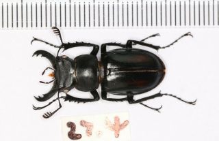 Lucanidae Lucanus Parryi F.  Black From Zhejiang 27.  4m