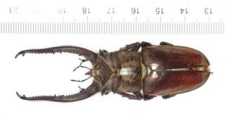 Lucanidae Lucanus Laminifer From West Yunnan 79mm
