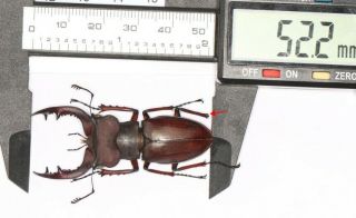 Lucanidae Lucanus Sp.  Fujian 52.  2mm