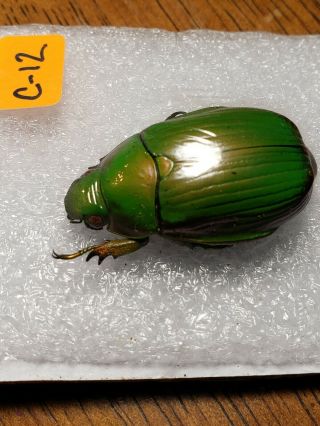 CHRYSINA SP MEXICO LOS CHIMALAPAS COLOR FORM IT IS SHOWN IN THE PICTURE OS - C - 12 2