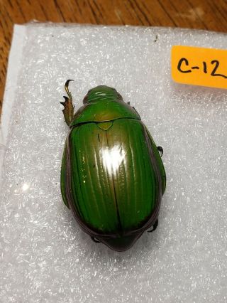 CHRYSINA SP MEXICO LOS CHIMALAPAS COLOR FORM IT IS SHOWN IN THE PICTURE OS - C - 12 3