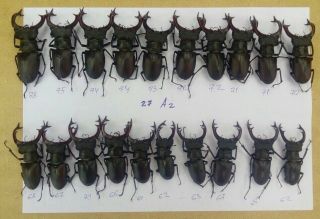 Coleoptera Lucanidae Lucanus Cervus A2/ 20 Male/ 62 - 78 Mm / Ukraina