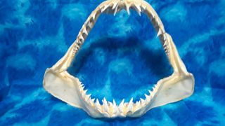 14 1/4 " Mako Shortfin Shark Jaw Sharks Jaws Teeth (isurus Oxyrinchus)