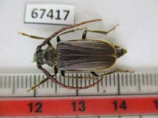 67417 Cerambycidae Sp.  Vietnam.  Lai Chau