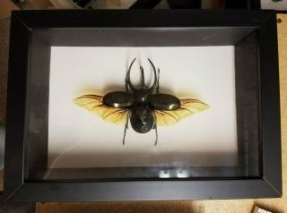 Real Framed Rhinoceros Beetle (dynastidae Chalcosoma Chiron) From Indonesia