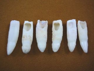 (g371 - 94 - 7) Six 1 - 3/4 " Gator Alligator Aligator Tooth Gators Teeth For Jewelry