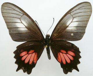 Papilio (mimoides) Arairathes Metagenes Female From Santarem,  Pra,  Brazil