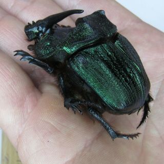 Coleoptera Coprophanaeus Ensifer / A1 / Female / 48 Mm / Paraguay