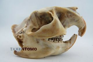 Greater Cane Rat (thryonomys Swinderianus) Skull Taxidermy Real